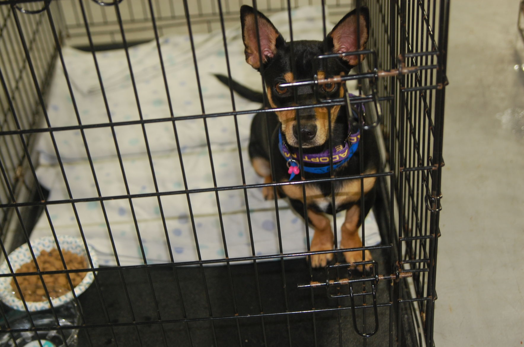 Piedmont animal rescue (9).JPG